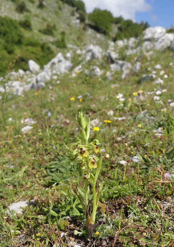 Ophrys lacaitae: la regina delle Ophrys prov. Frosinone  2020